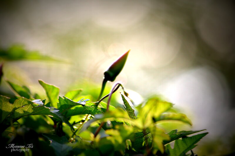 Flower Bud in Sunlight