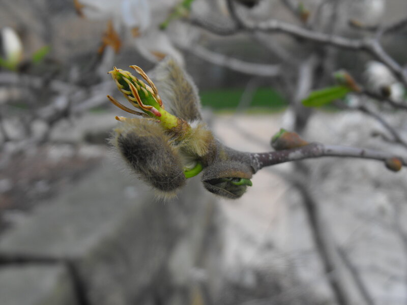 flower bud on a branch