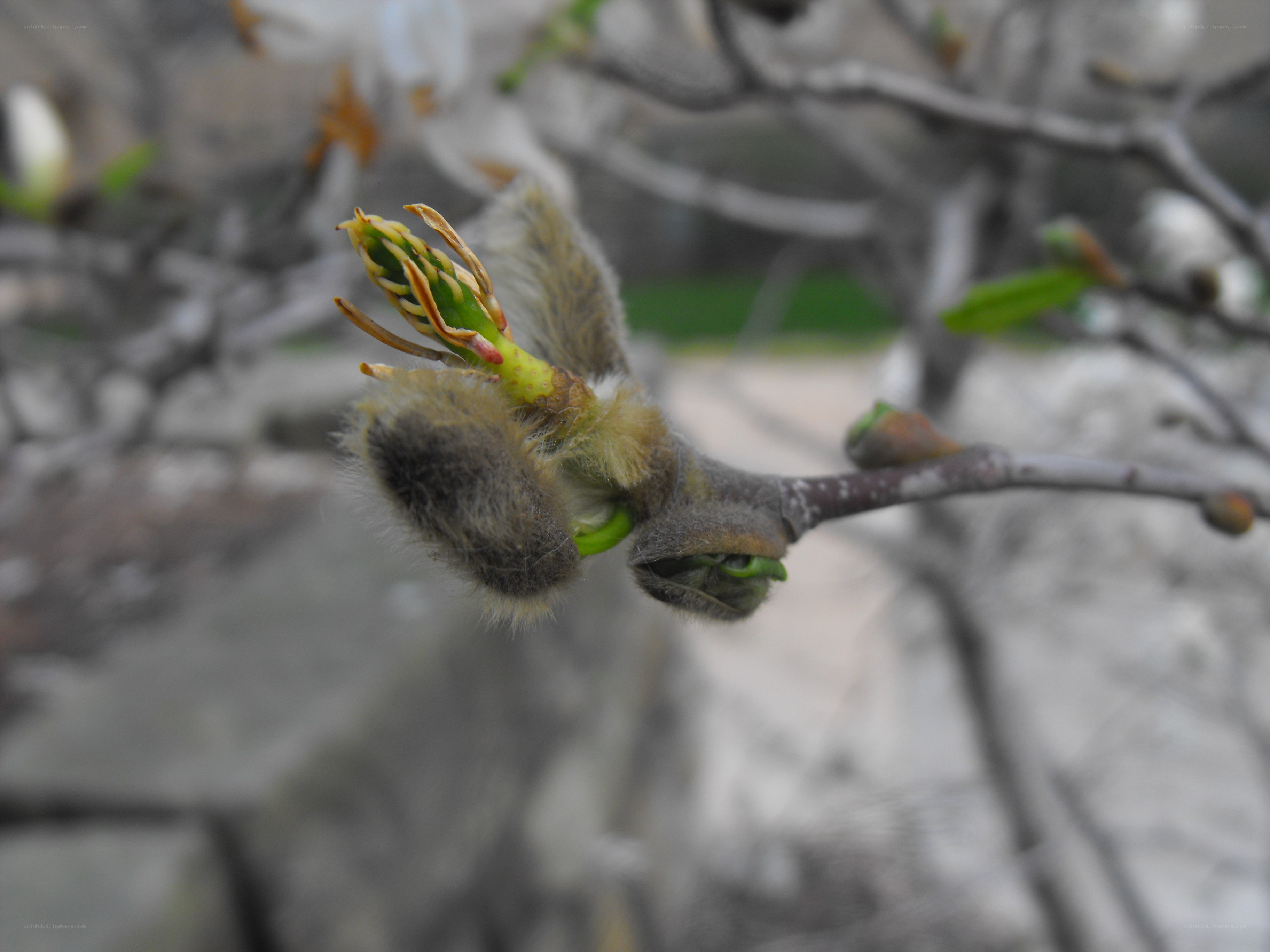 flower bud on a branch