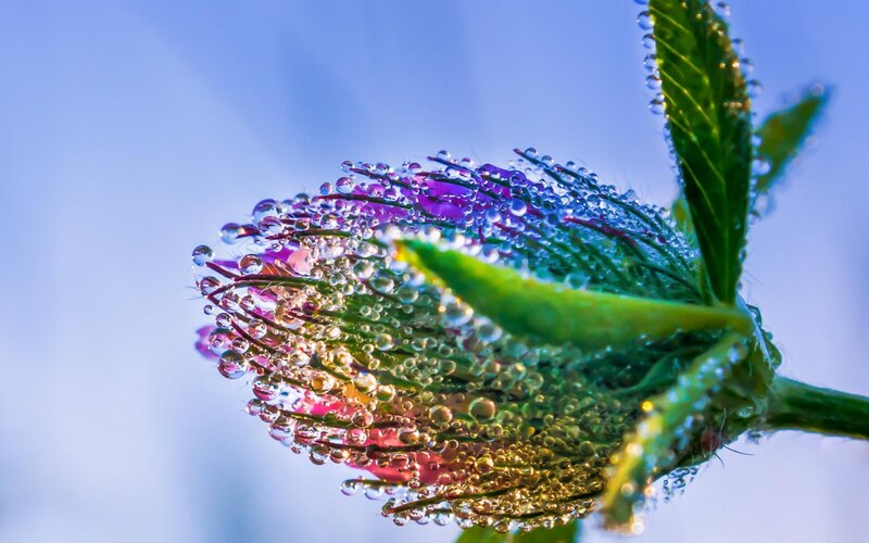 Flower Bud with Dew