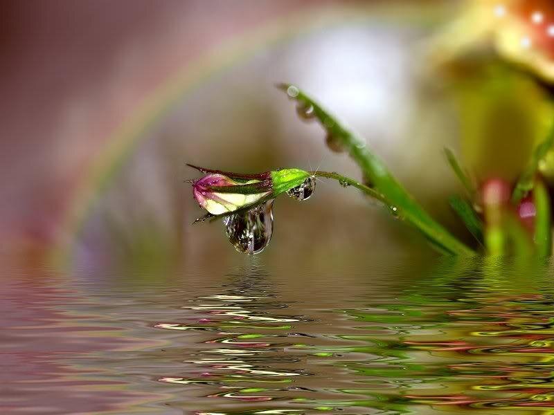 Flower Bud with Water Droplet — Green