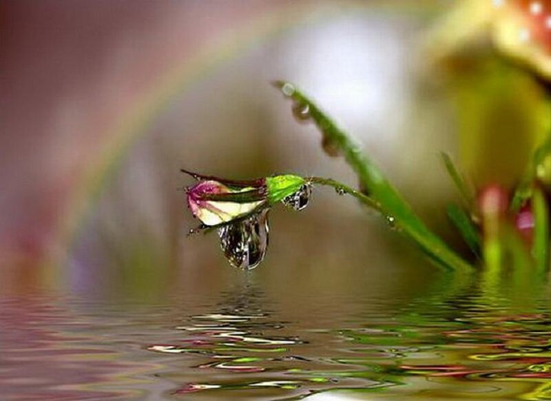 Flower Bud with Water Droplet