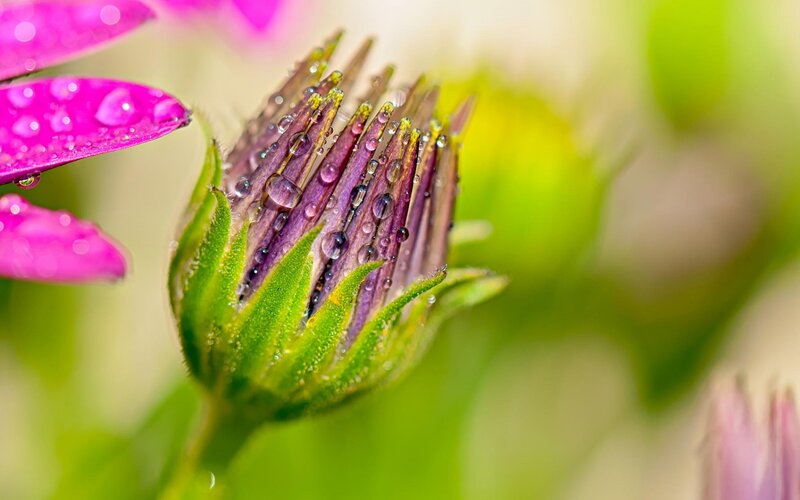 Flower Bud with Water Droplets — Pink