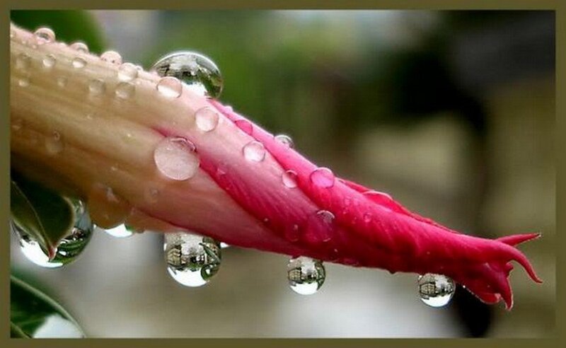 Flower Bud with Water Droplets
