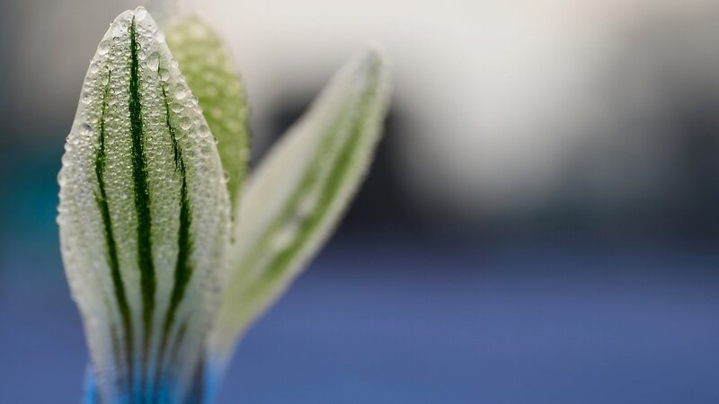 Flower Bud with Water Droplets — White