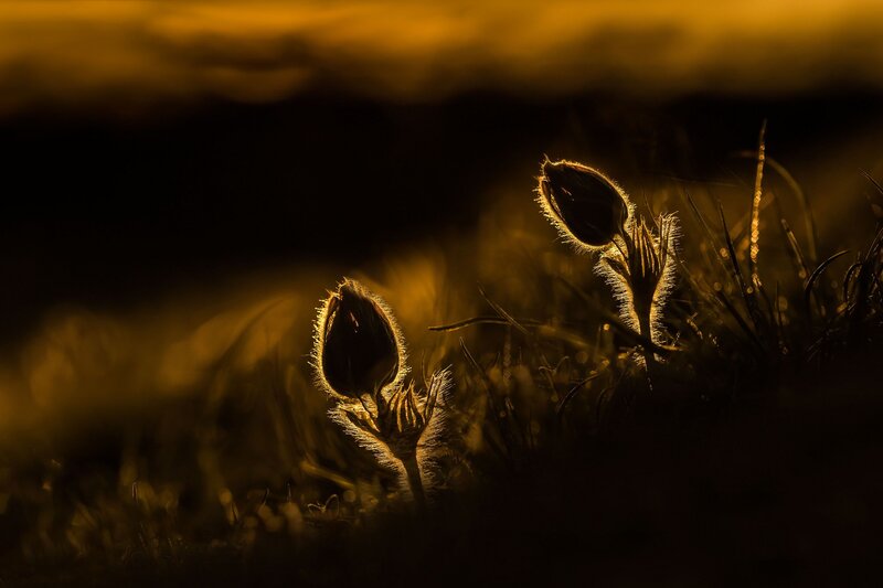 Flower Buds in Field