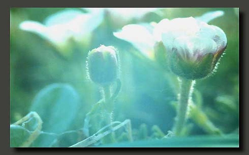 Flower Buds in Sunlight