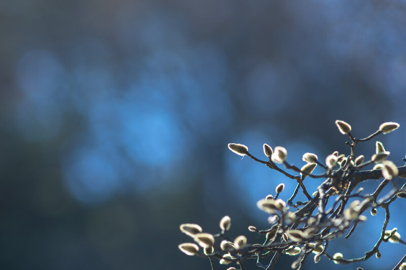 Flower Buds on a Branch — Blue