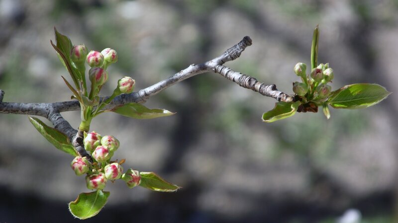 Flower Buds on a Branch — Green, Serene
