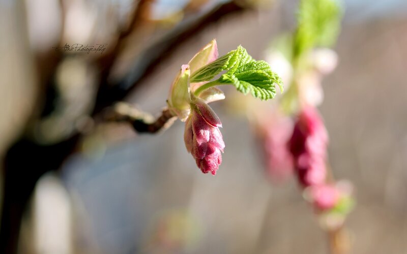 Flower Buds on a Branch — Green