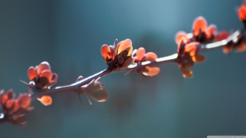Flower Buds on a Branch — Orange, Serene