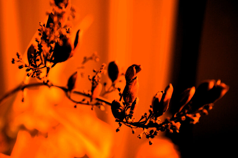 Flower Buds on a Branch — Orange