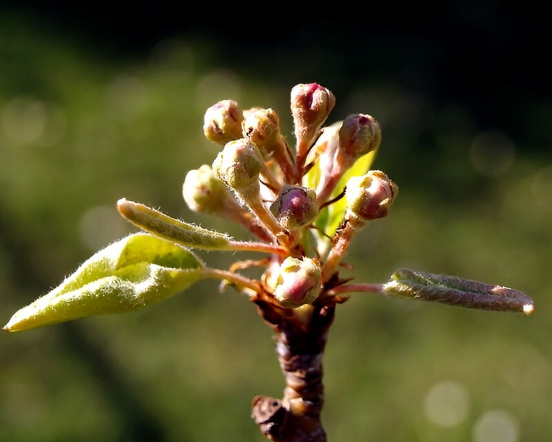 Flower Buds on a Branch