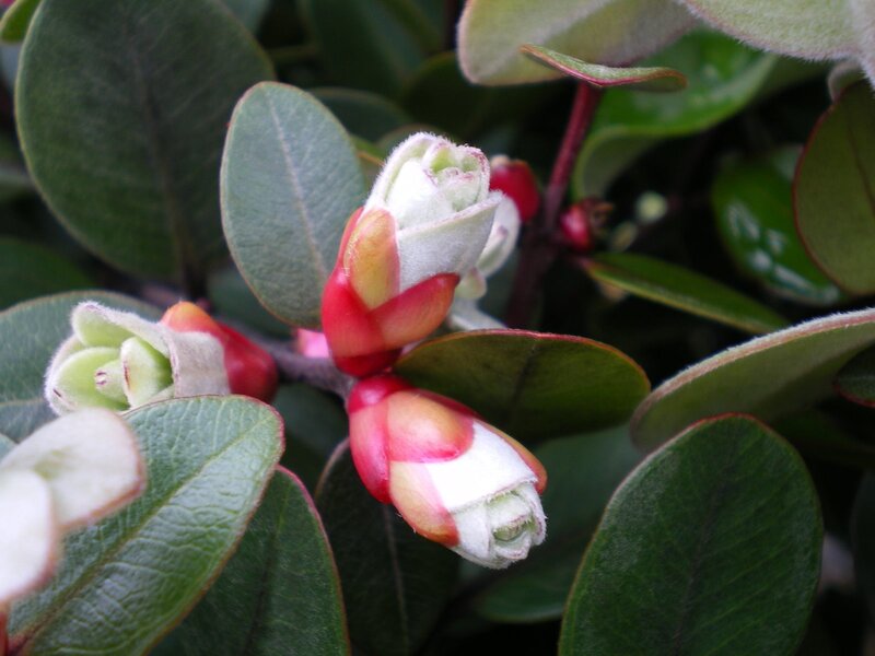 flower buds on a bush