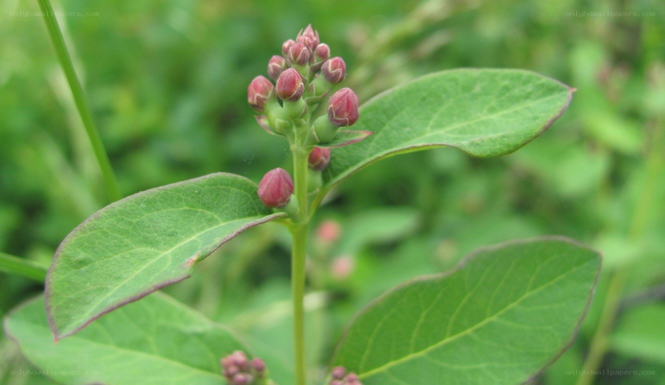 flower buds on a green plant