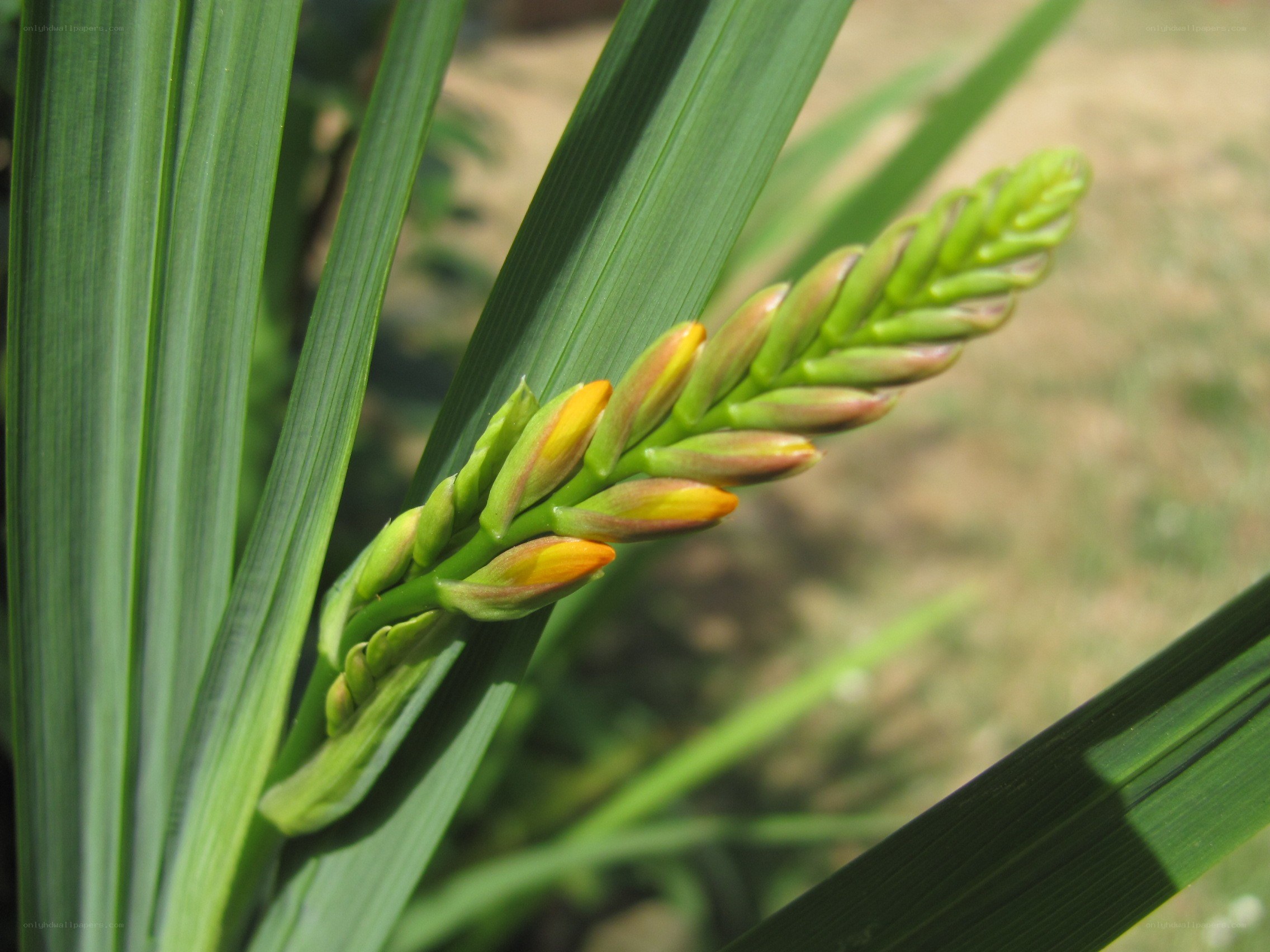 flower buds on a green plant