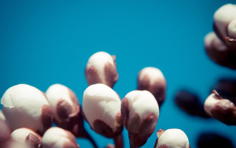 flower buds on blue background