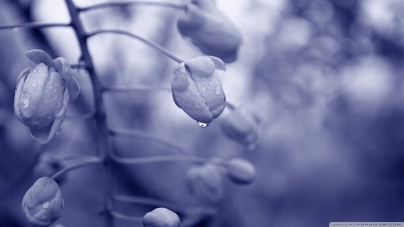 Flower Buds with Water Droplets — Blue