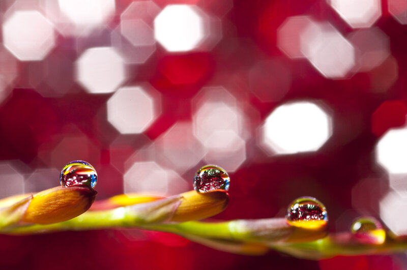Flower Buds with Water Droplets — Red