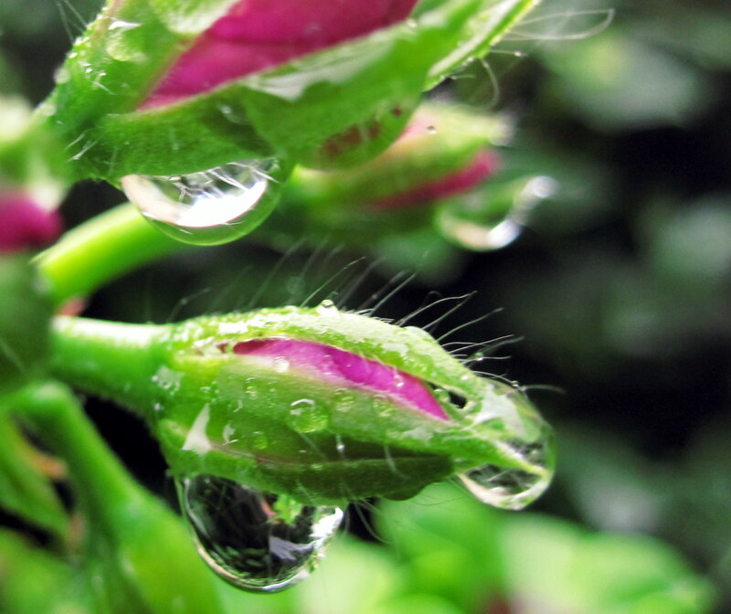 Flower Buds with Water Droplets