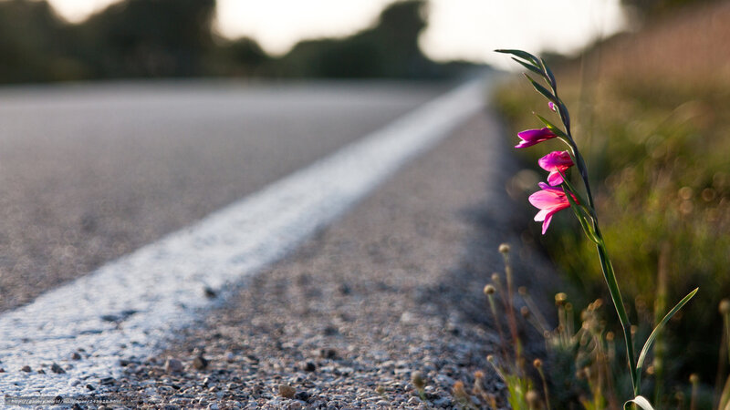 Flower by the roadside
