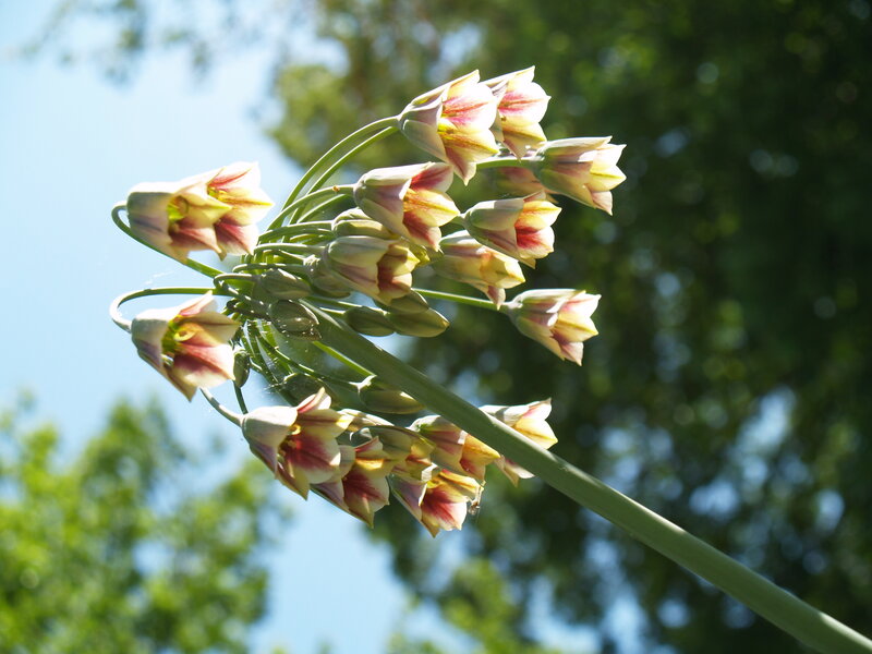flower cluster against blue sky