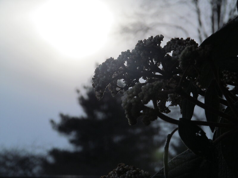 Flower Cluster in Silhouette
