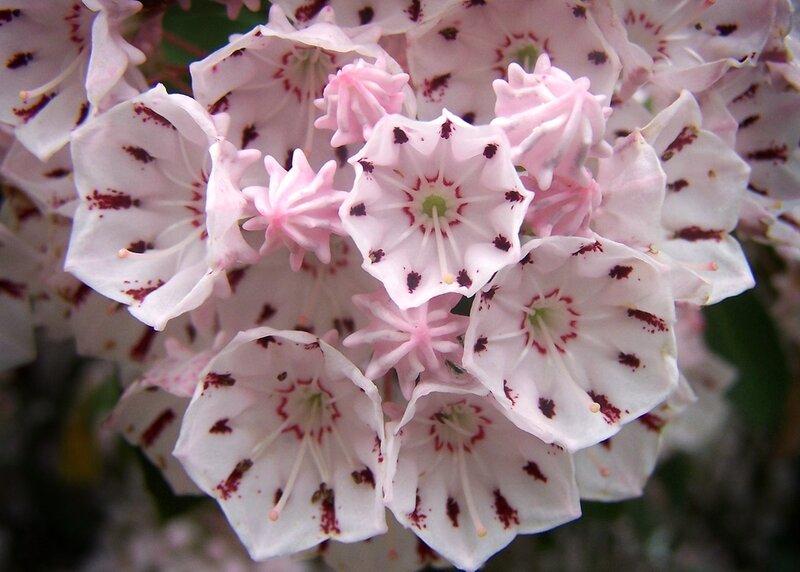 Flower Cluster with Spots