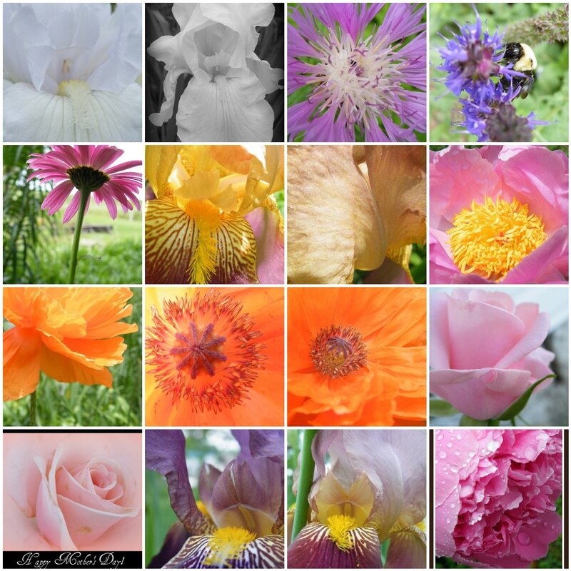 Flower collage for Mother's Day