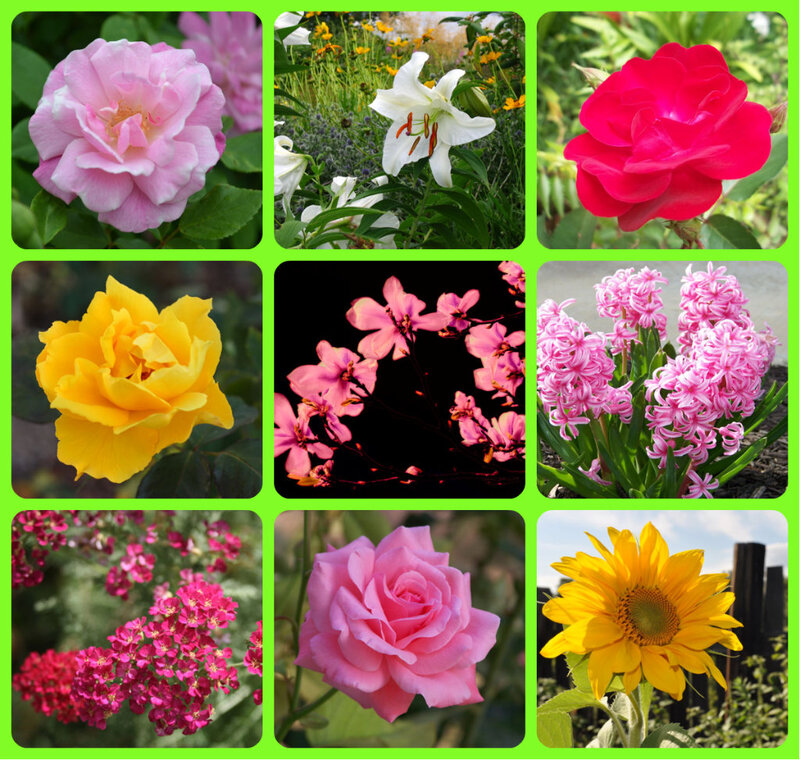 Flower Collage — Pink, Calm