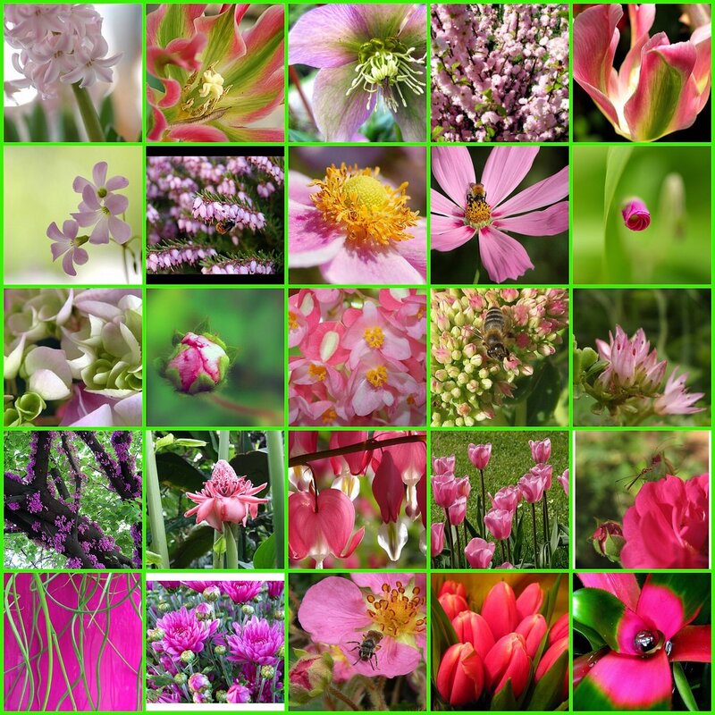 Flower Collage — Pink, Serene, Spring, Photograph