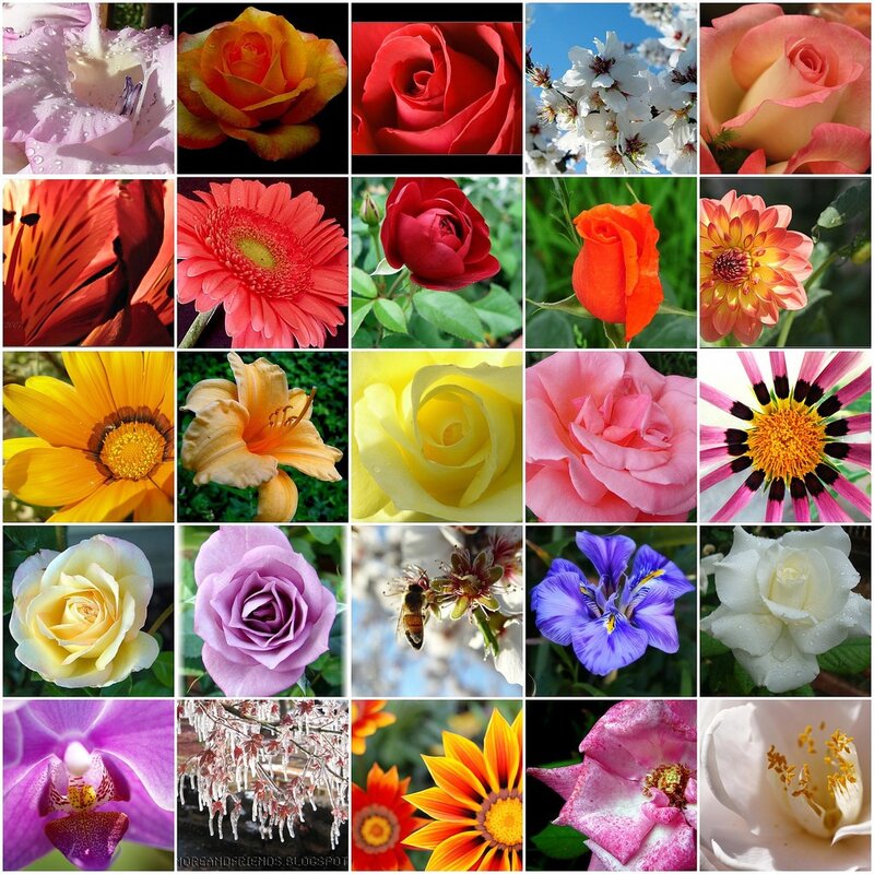 Flower Collage — Pink, Serene, Spring