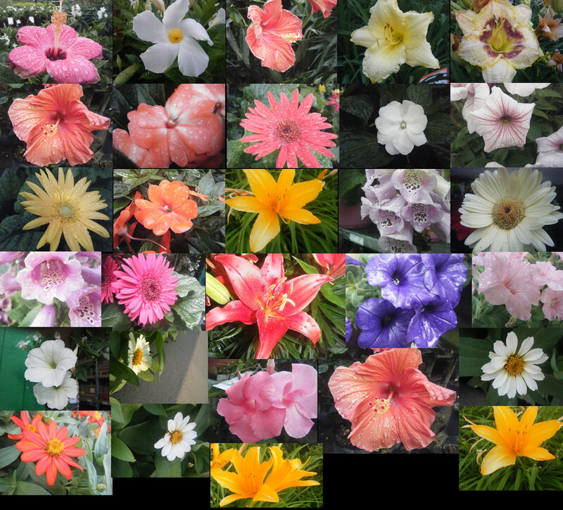 Flower Collage — Pink