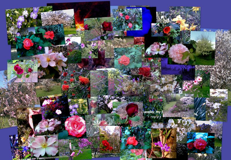 Flower Collage