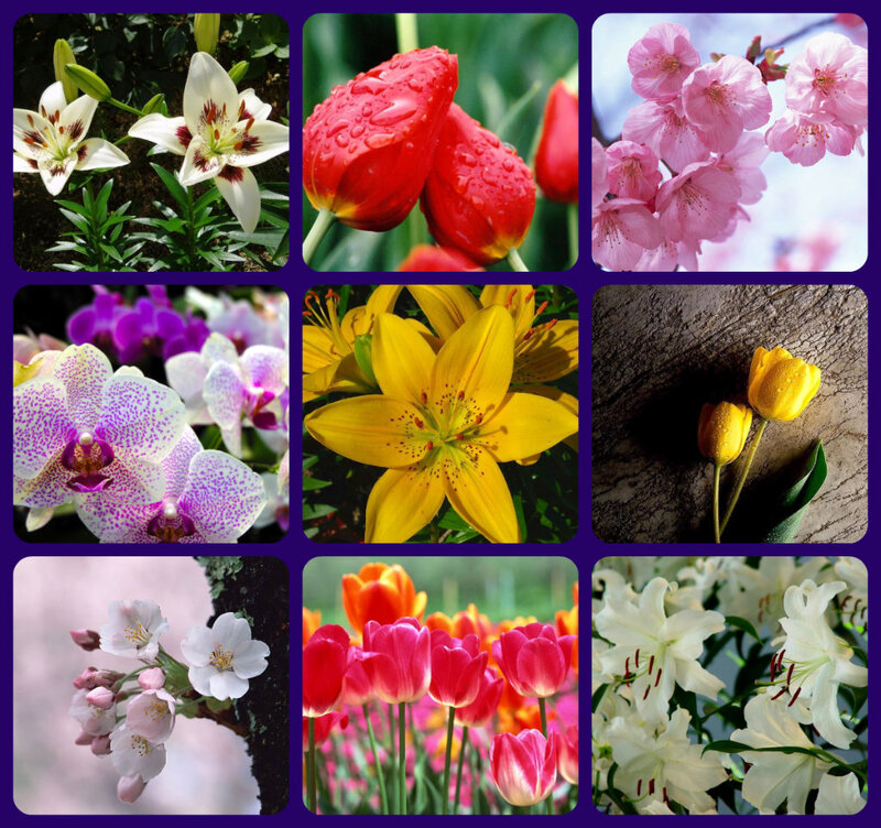 Flower Collage — White