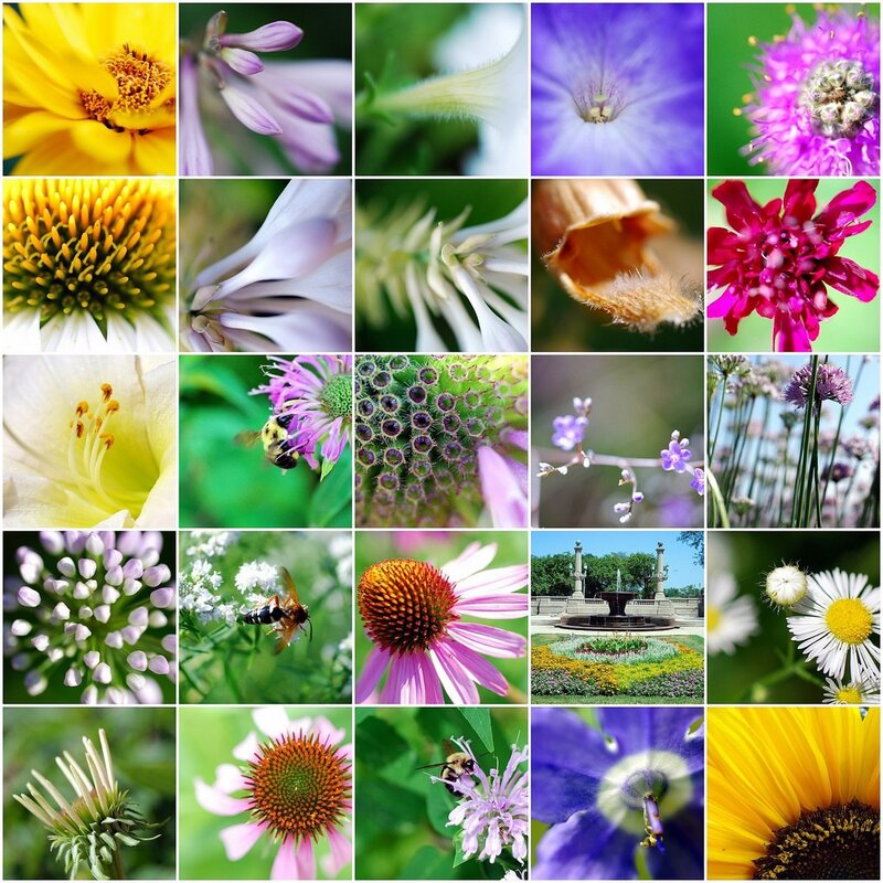 Flower Collage — Yellow, Calm