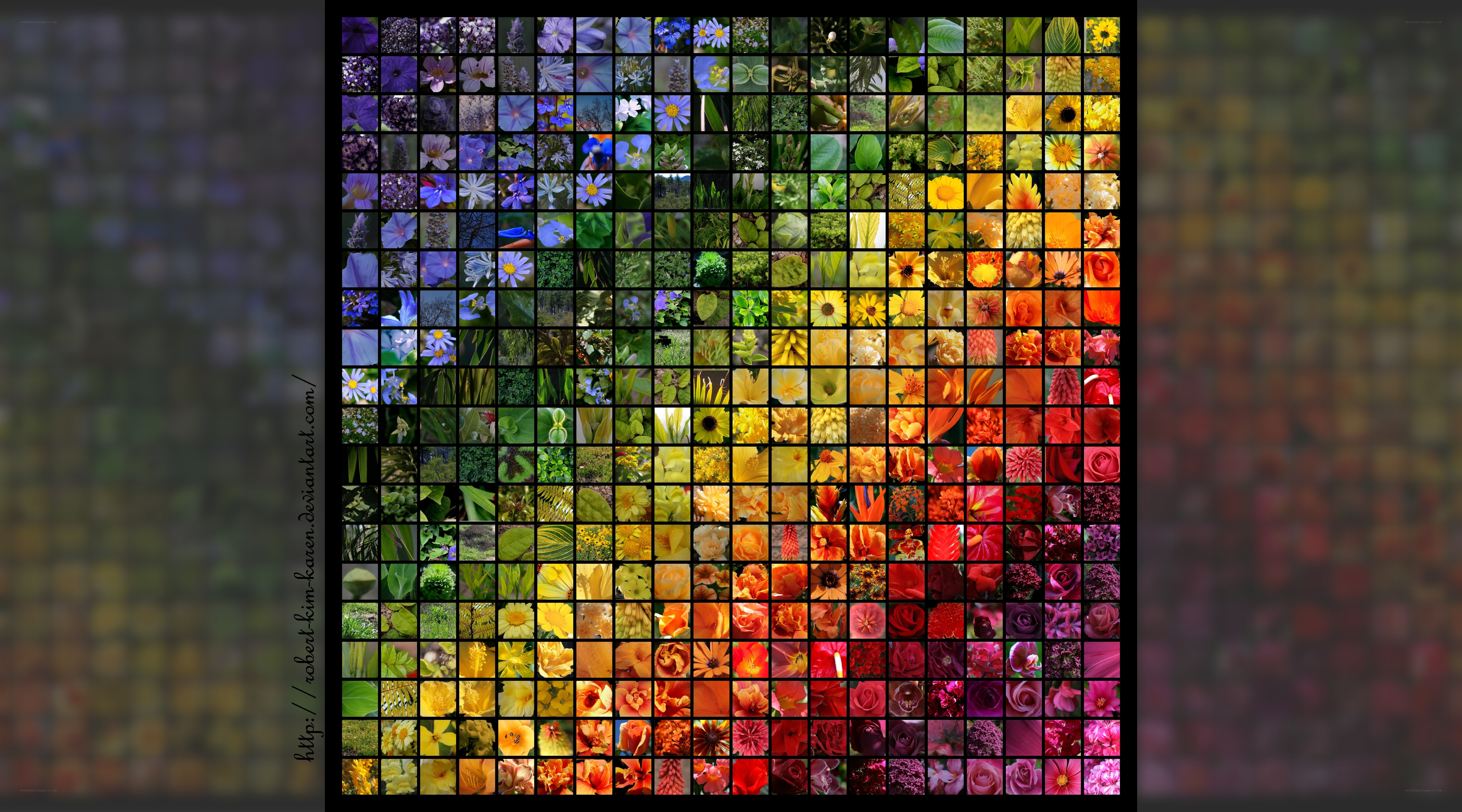 Flower color spectrum collage