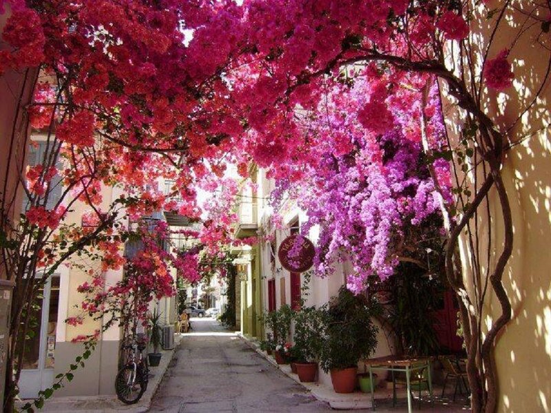 Flower-covered Alleyway — Pink
