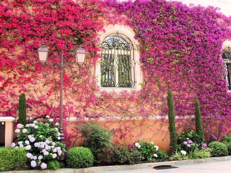 Flower-covered Building Wall — Pink