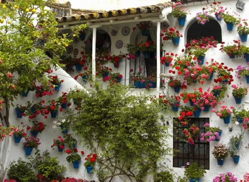 Flower-covered Building Wall