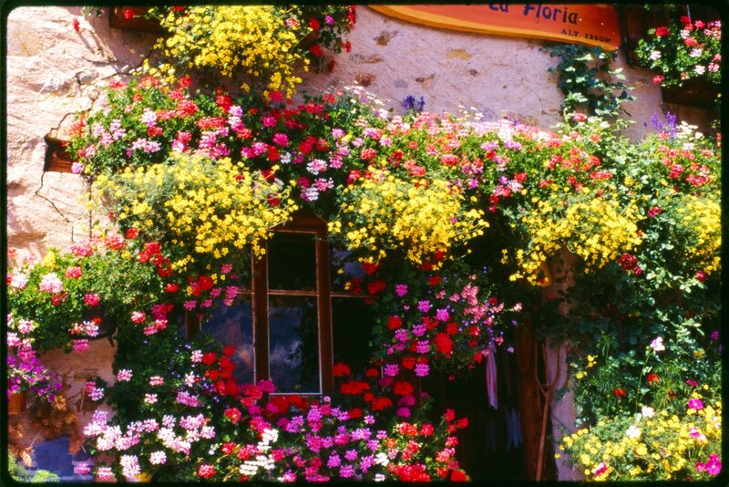 Flower-covered Building — Yellow