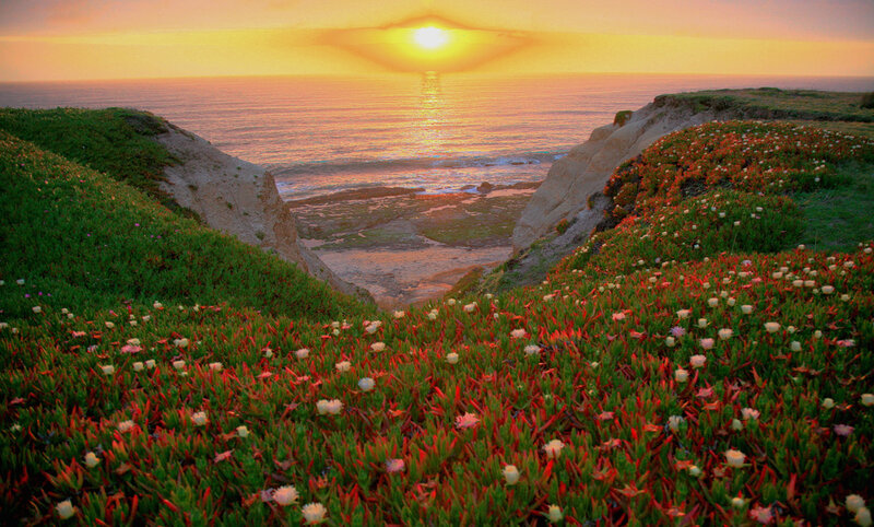 Flower-covered Cliffs at Sunset