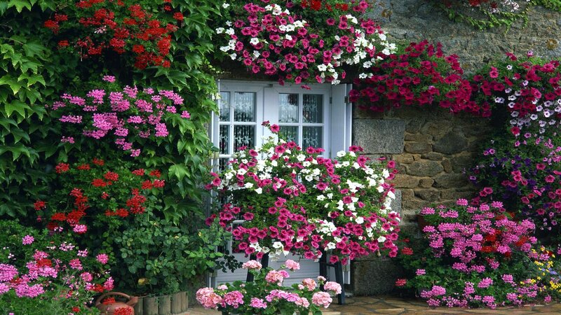 Flower-covered Cottage — Green, Serene