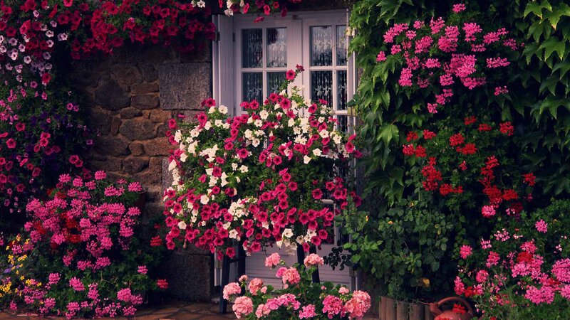 Flower-covered Cottage — Pink, Serene