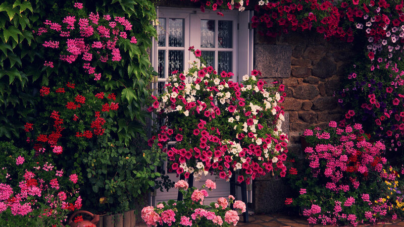 Flower-covered Cottage — Pink