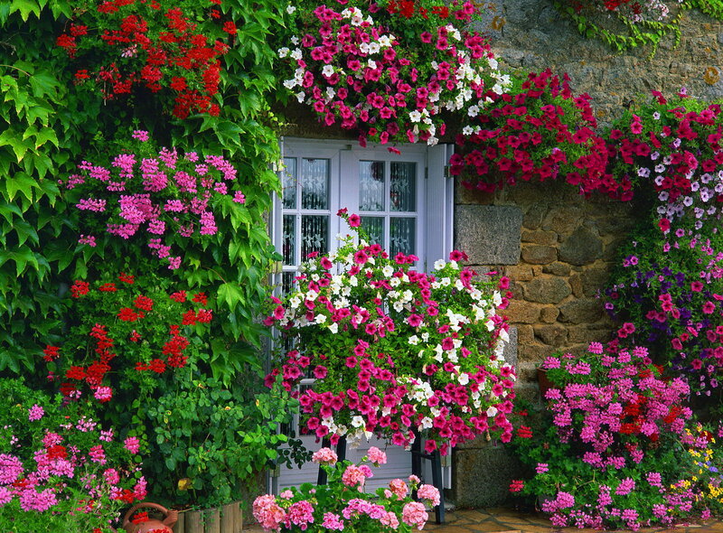 Flower-covered Cottage — Pink, Vibrant, Spring