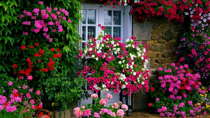 Flower-covered Cottage — Pink, Vibrant
