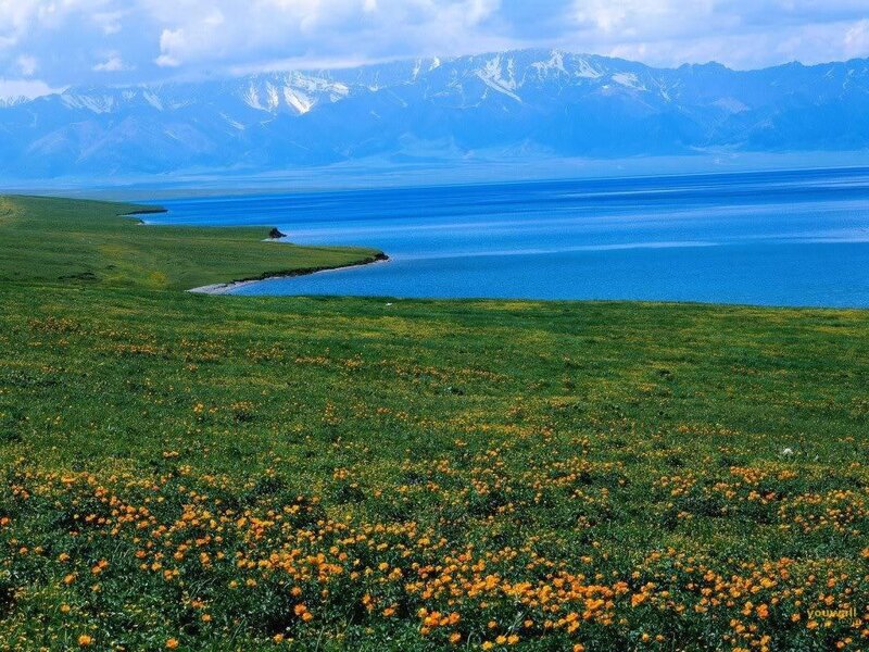 Flower-covered Field by Lake