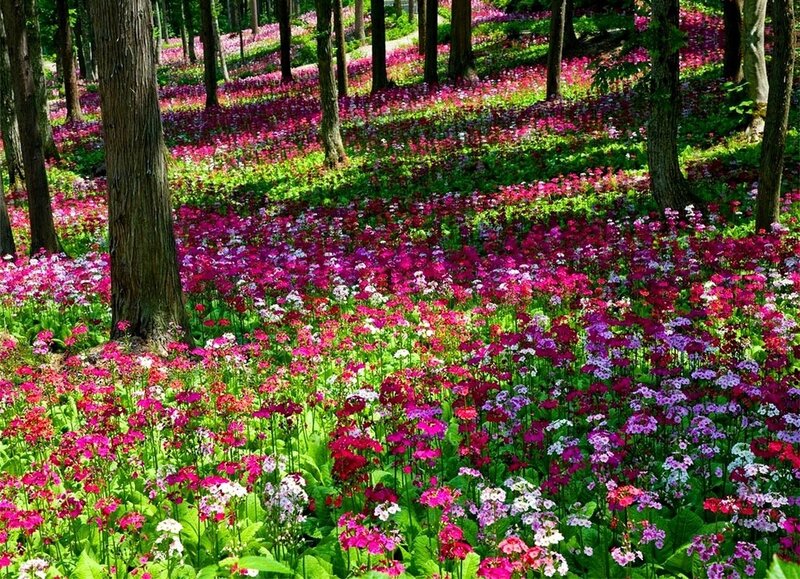Flower-covered Forest Floor