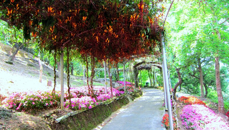 Flower-covered Garden Path — Pink